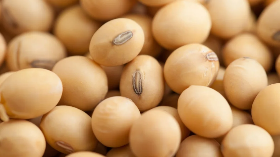 Soybeans up close.