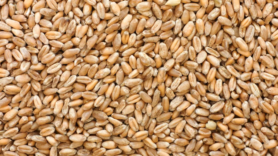 Wheat grain in bulk.