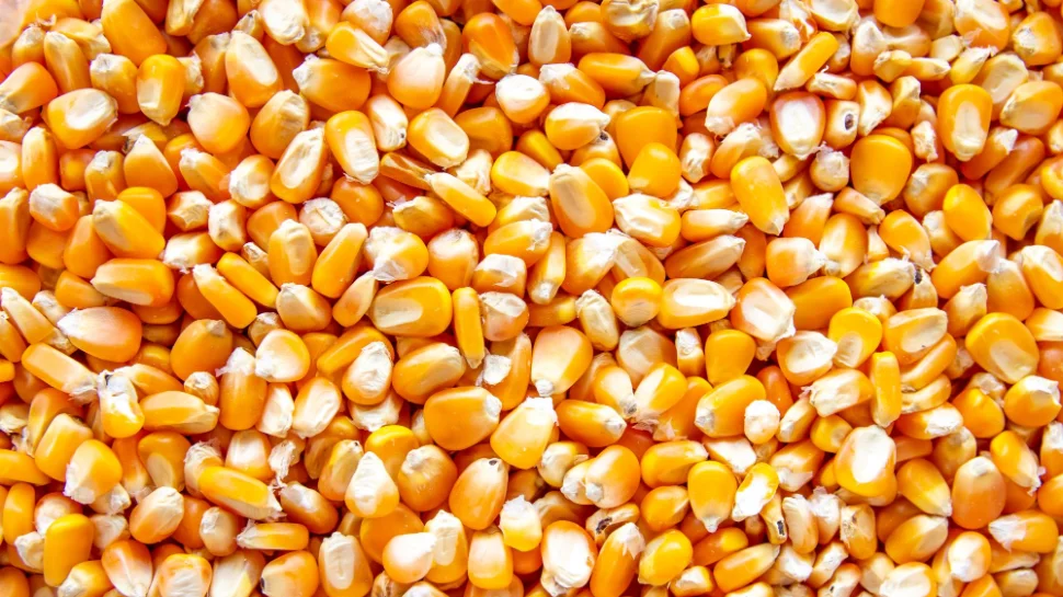 Corn kernels in bulk. 