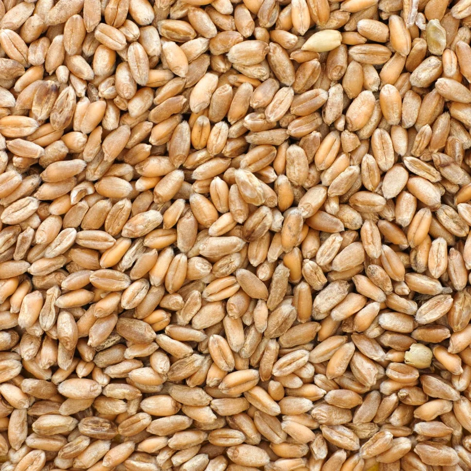 Wheat grain in bulk.